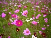 cosmos-fields-lavender-no-oka-sera-cho-01