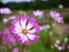cosmos-fields-lavender-no-oka-sera-cho-02
