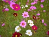 cosmos-fields-lavender-no-oka-sera-cho-03