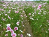 cosmos-fields-lavender-no-oka-sera-cho-04