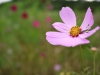 cosmos-fields-lavender-no-oka-sera-cho-05