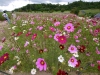 cosmos-fields-lavender-no-oka-sera-cho-06