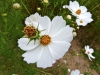 cosmos-fields-lavender-no-oka-sera-cho-07