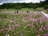 cosmos-fields-lavender-no-oka-sera-cho-08