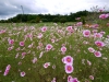 cosmos-fields-lavender-no-oka-sera-cho-09