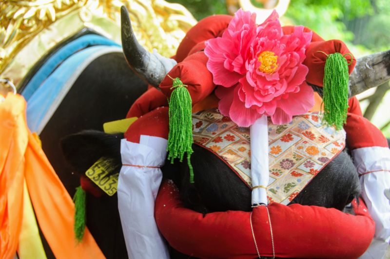 Mibu-no-hanadaue preparation