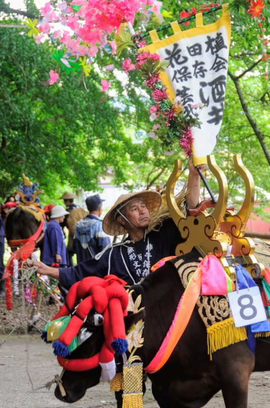 Mibu-no-hanadaue preparation  9