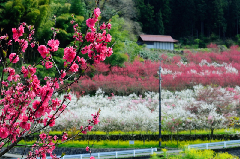 Hanamomo Peach Blossoms in Ohnan