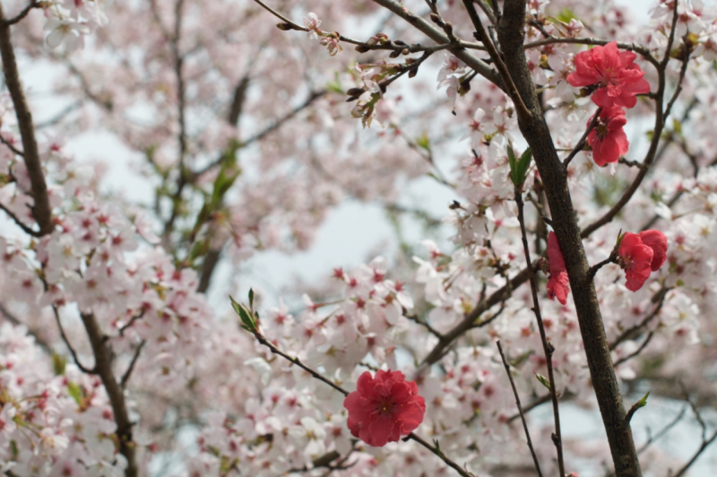 Hanamomo Peach Blossoms in Ohnan