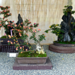 Hiroshima Castle Chrysanthemum Exhibition 2016 - 09