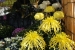 Hiroshima Castle Chrysanthemum Exhibition 2016 - 01