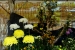 Hiroshima Castle Chrysanthemum Exhibition 2016 - 02