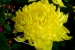 Hiroshima Castle Chrysanthemum Exhibition 2016 - 03
