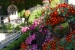 Hiroshima Castle Chrysanthemum Exhibition 2016 - 11