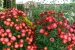 Hiroshima Castle Chrysanthemum Exhibition 2016 - 16