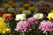 Hiroshima Castle Chrysanthemum Exhibition 2016 - 17