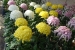 Hiroshima Castle Chrysanthemum Exhibition 2016 - 18