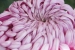 hiroshima castle chrysanthemum exhibition