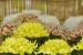 hiroshima-castle-chrysanthemum-exhibition-09