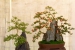 hiroshima-castle-chrysanthemum-exhibition-11