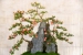 hiroshima-castle-chrysanthemum-exhibition-19