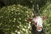 hiroshima-castle-chrysanthemum-exhibition-27