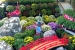 hiroshima castle chrysanthemum exhibition