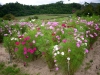 kozan-lavender-no-oka-02