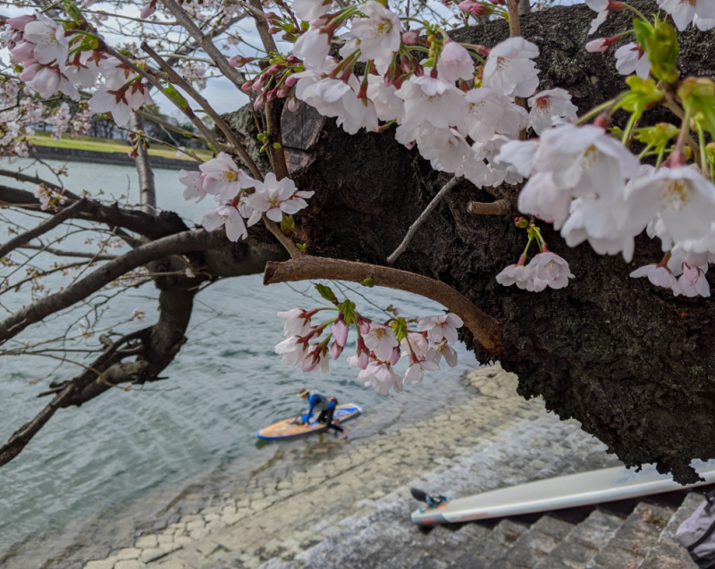 SUP under Sakura Blossoms