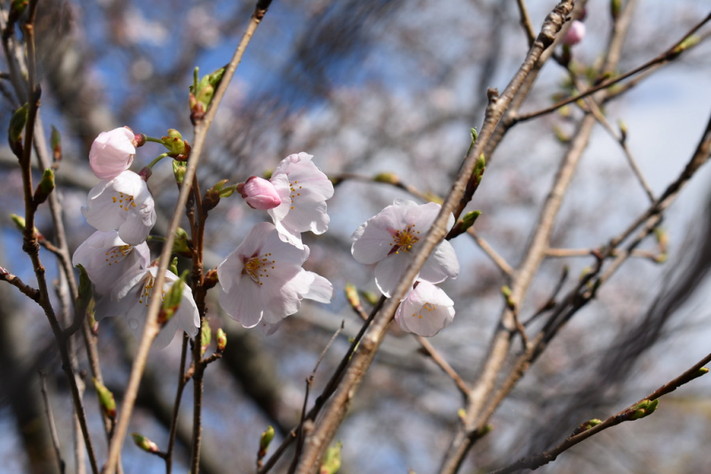 Sakura Blossoms