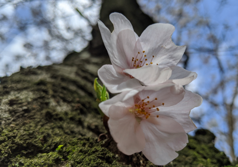 Sakura on a Mossy Tree