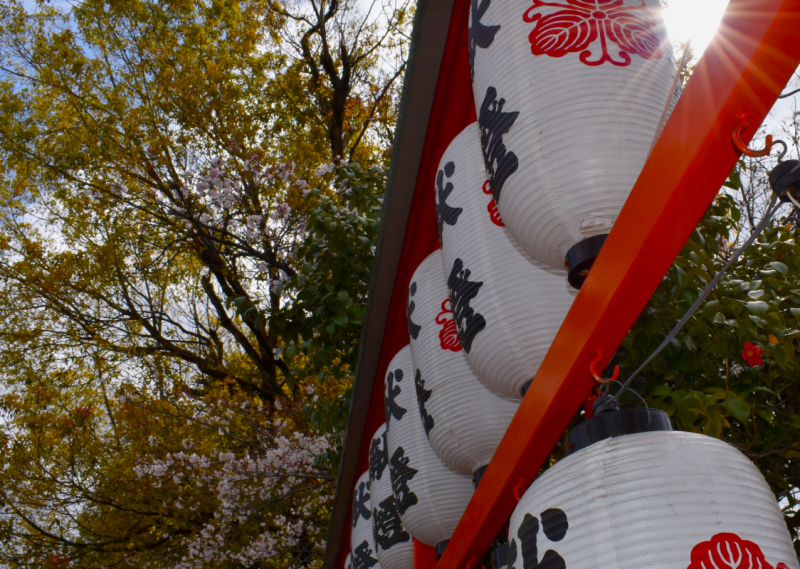 YokogawaEbisuShrineLanternsSakura