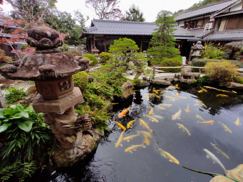 Carp pong at Yakumo-an