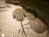 aquarium-04
