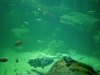 aquarium-08