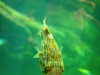 aquarium-09