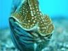 aquarium-12
