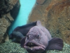 aquarium-13