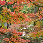 momiji-bashi-bridge-miyajima-in-early-autumn-06