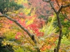 momiji-bashi-bridge-miyajima-in-early-autumn-04
