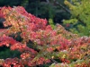 momiji-bashi-bridge-miyajima-in-early-autumn-05