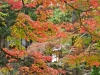 momiji-bashi-bridge-miyajima-in-early-autumn-06