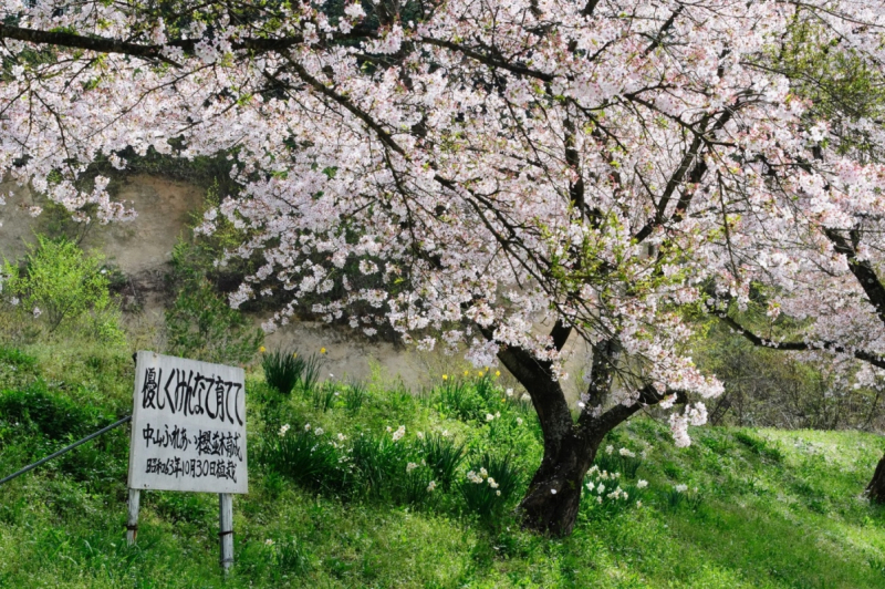 Nakano sakura tunnel in Ohnan
