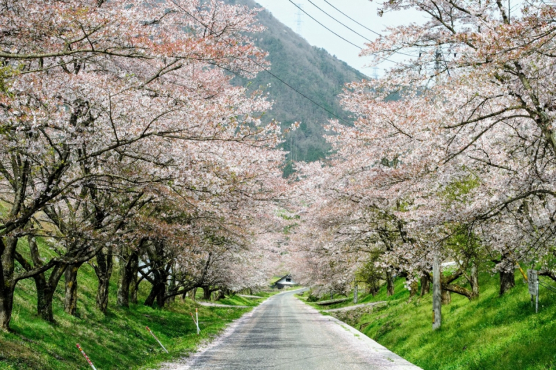 Nakano sakura tunnel in Ohnan