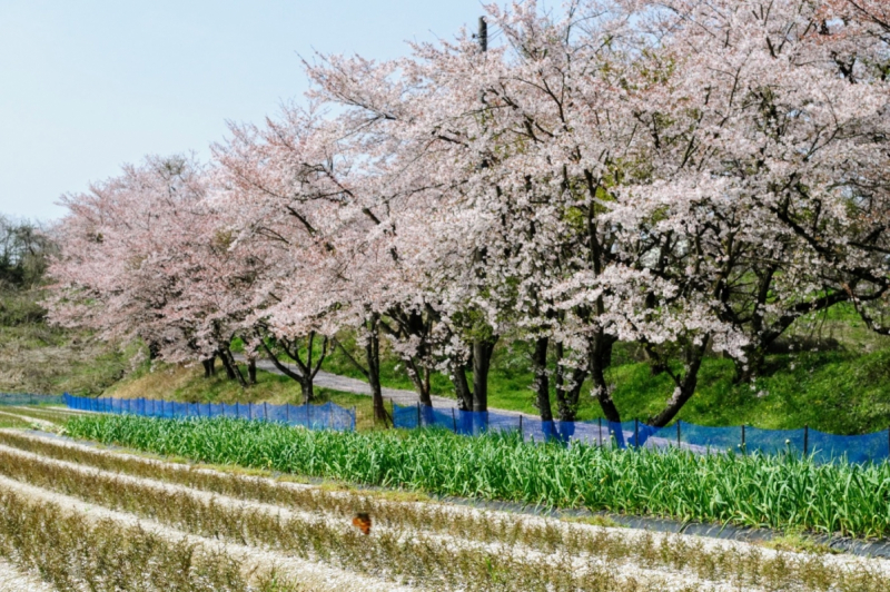 Nakano sakura tunnel in Ohnan