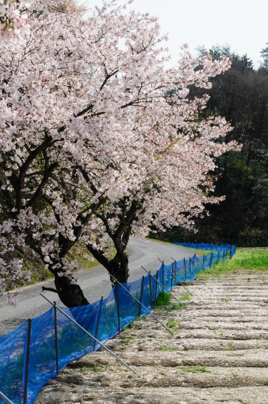 Nakano sakura tunnel in Ohnan