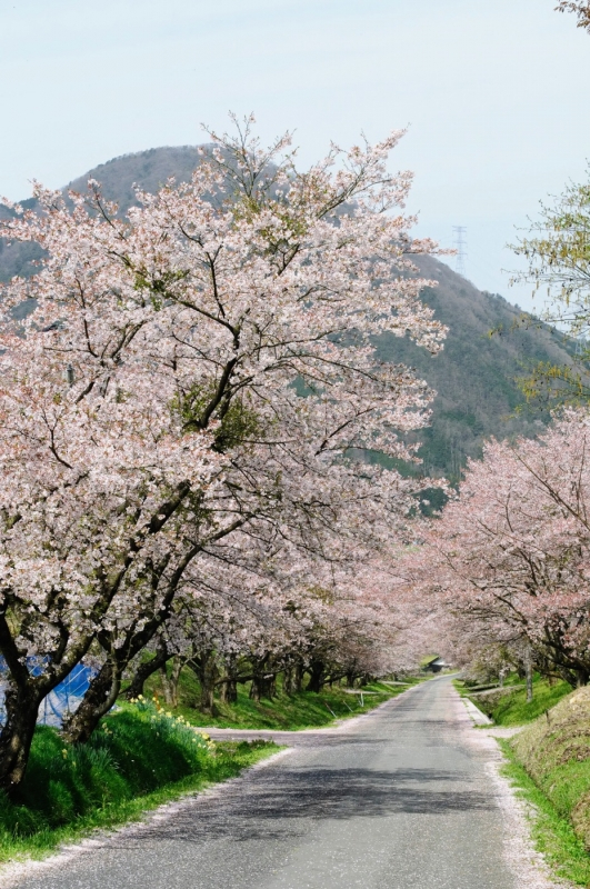 Nakano sakura tunnel in Ohnan