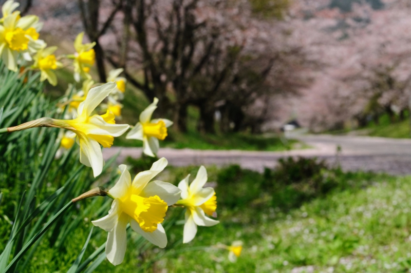 Nakano sakura tunnel in Ohnan