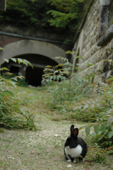 rabbit in front of poison gas factory bunker