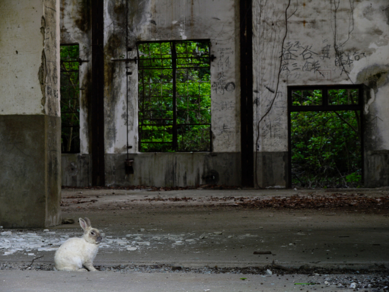 Rabbit Island 1